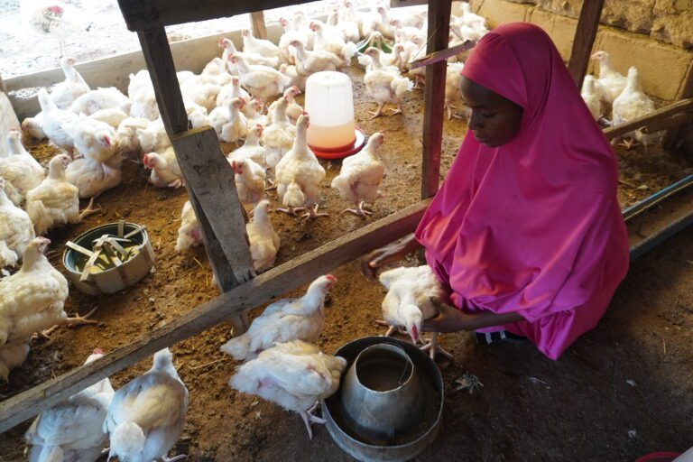 Aishatu an Poultry Entrepreneur