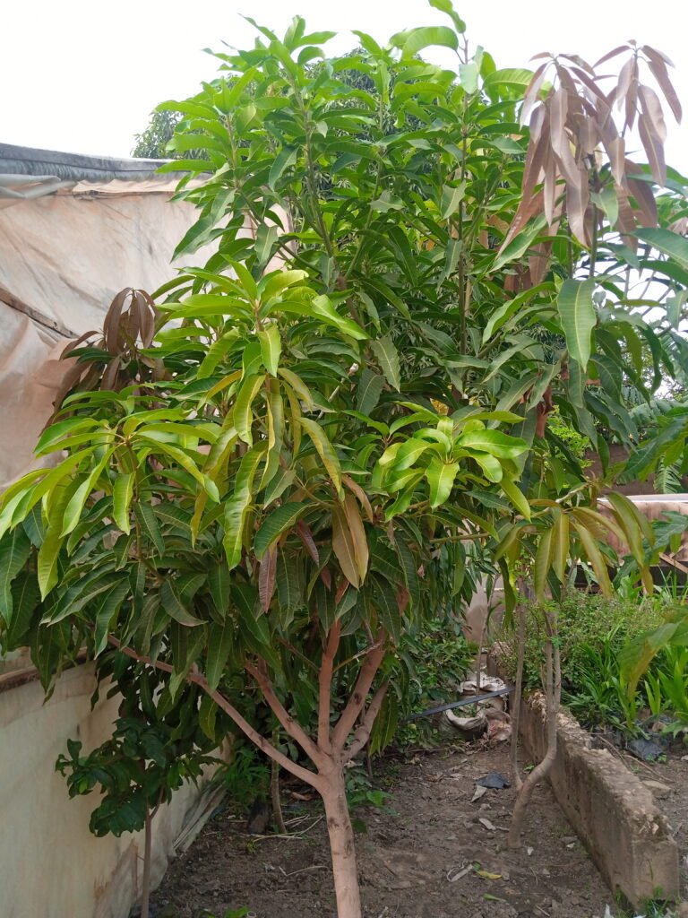 A mango tree with more than 10 varieties of species, taken on the 29/06/2021 at our center. Vegetative propagated trees is depicted in the picture and activity depicts grafting of trees. Provides ecosystem services, funded by GEF SGP UNDP and implemented by CaRE-NGO Kaduna.