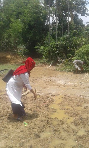 Improved variety grass cultivation for Cattle production