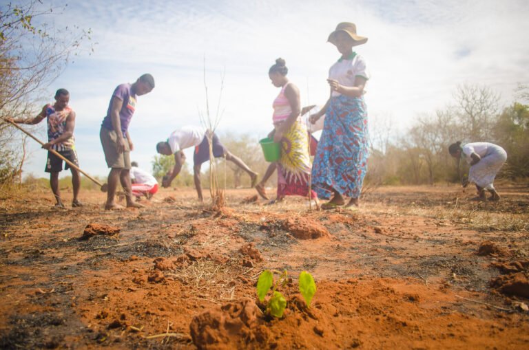 Youth group from Madagascar leads reforestation efforts in Menabe.