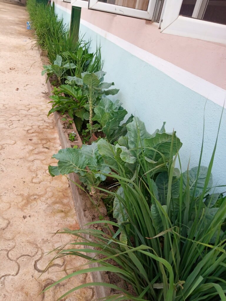 Corridor Vegetable Farming, taken on the 29062021 at our center. Vegetables are depicted in the picture and activity depicts corridor vegetable farming.