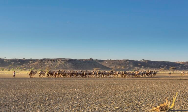 Camel Trek during drought across North Horr, Marsabit, Kenya