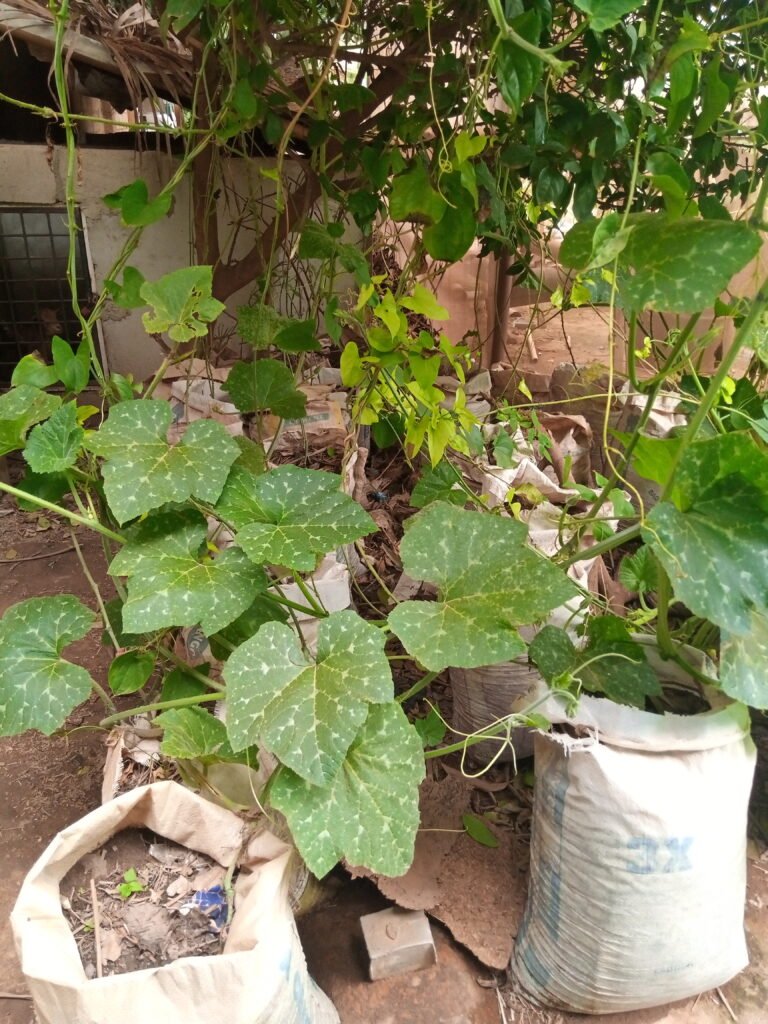 Yams planted in sacks not in ridges or hips and can be harvested twice in a year