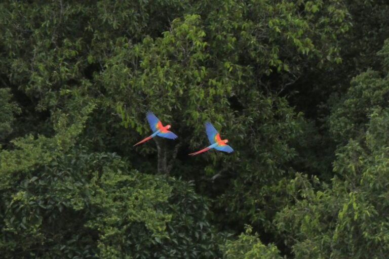 USAID is partnering with the Government of Colombia to strengthen the capacity to increase sustainable land use and decrease deforestation in order to protect the Chiribiquete National Park, an iconic UNESCO World Heritage Site.