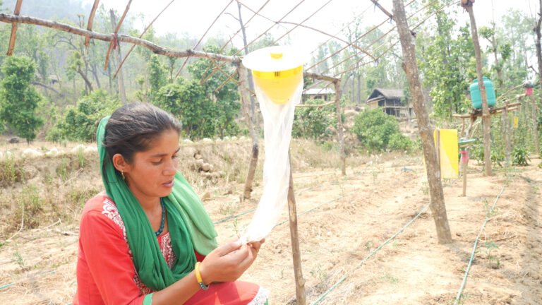 Kailasha uses IPM and drip to cope with Climate Change impacts