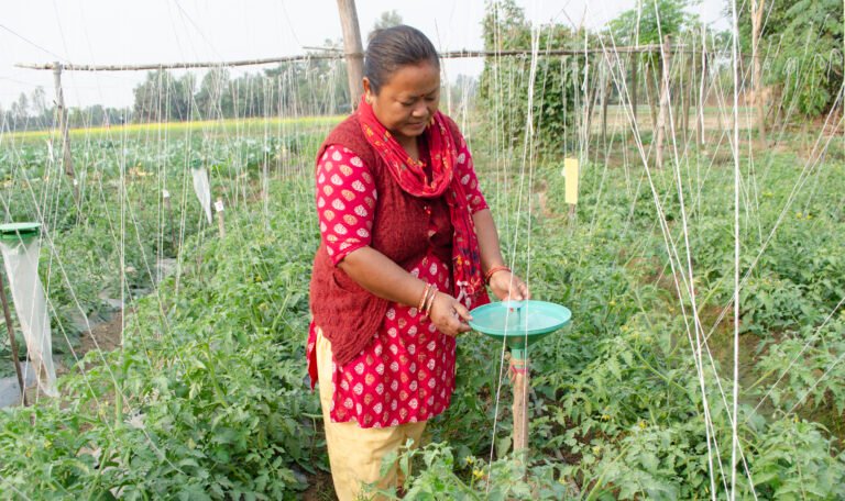 Maya using a trap to monitor and control the Tuta tomato pest