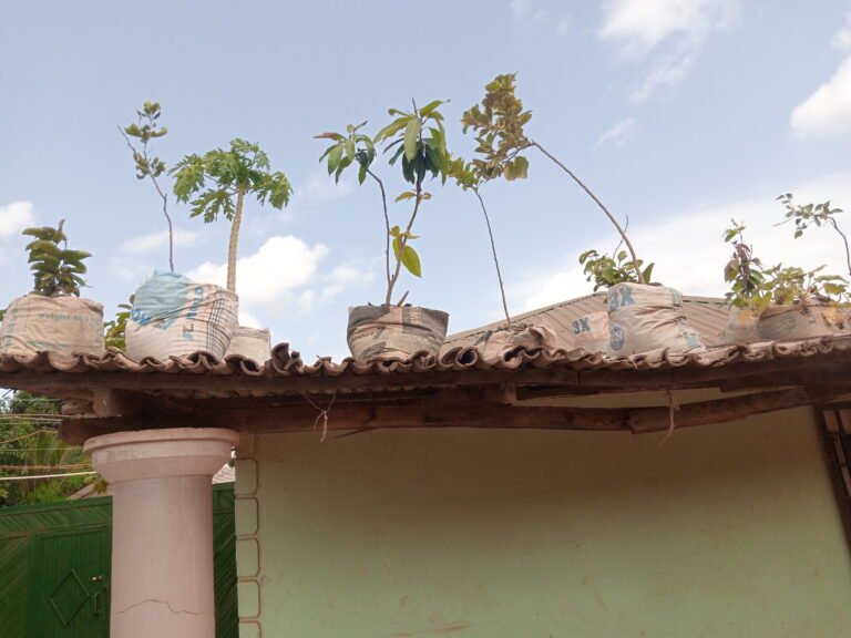 Vegetative propagated trees are depicted in the picture and activity depicts rooftop farming.