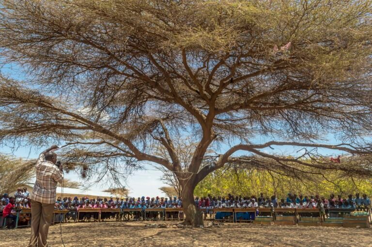 The lone large tree in the desert