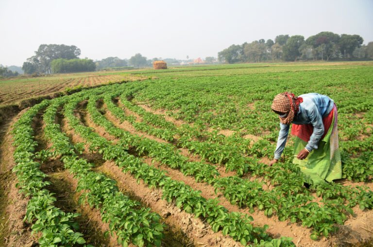 USAID and PepsiCo are demonstrating that women’s empowerment can increase the potato supplier base for PepsiCo, improve yields and profitability for rural farmers and PepsiCo, and promote the adoption of sustainable and regenerative farming practices