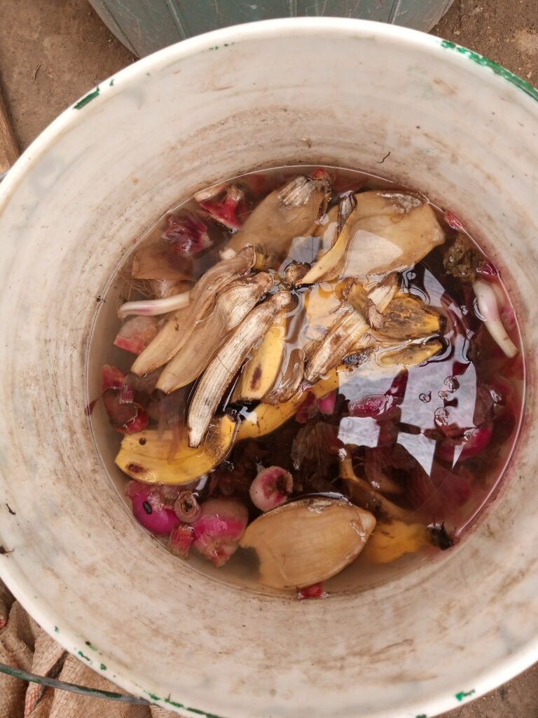 Using banana peels and onion peels as organic manure. Banana peels and onion peels manure is depicted in the picture and activity depicts organic manure.