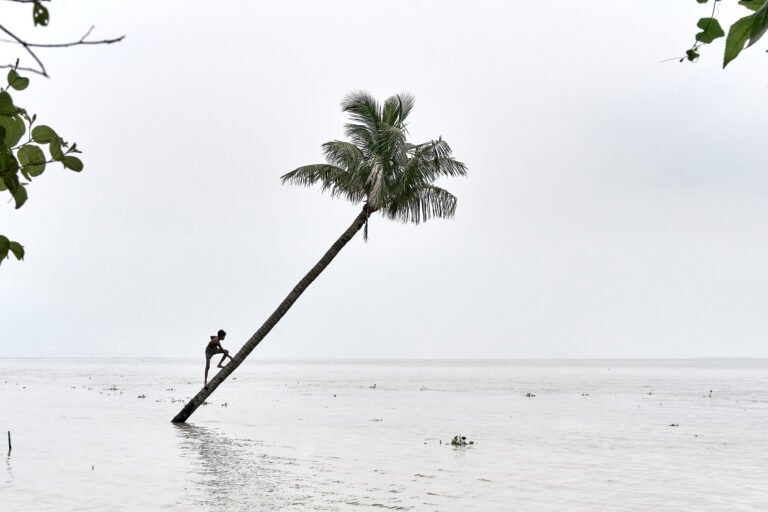 A Surviving Tree by Md. Shamim Shahnewaz