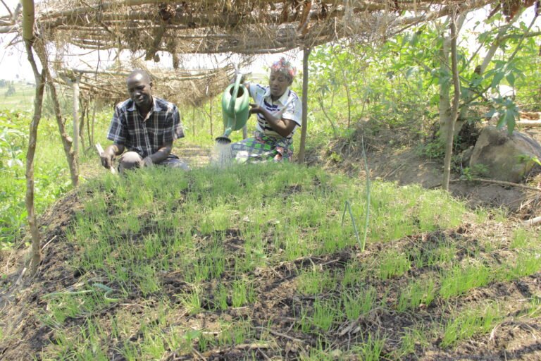 Agriculture sustainable solution for the community.