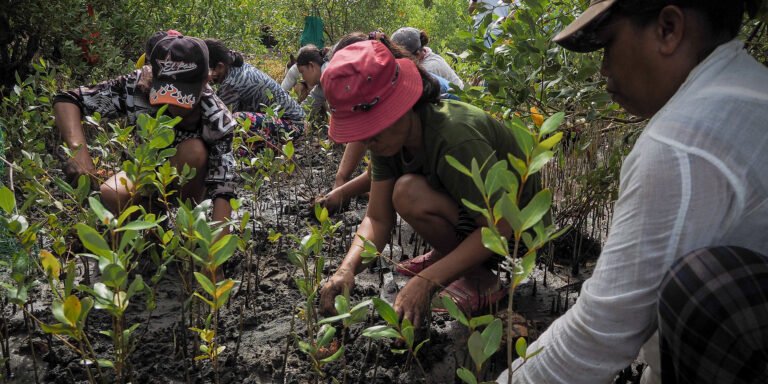 A group of people replanting mangrove forests in the Philippines
