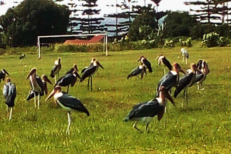 The birds enjoy nature without the disturbance of humans despite the latter's presence. Such efforts of co-existence some with coaching, mentoring, and capacity building of the communities about the importance of such wildlife in the very wellbeing of humanity, which is one of the core objectives of AFIRRD.