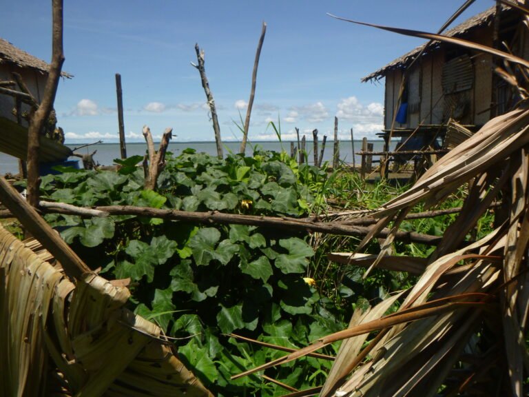 A growing pumpkin protected in a village on the coast of the Kikori River Delta