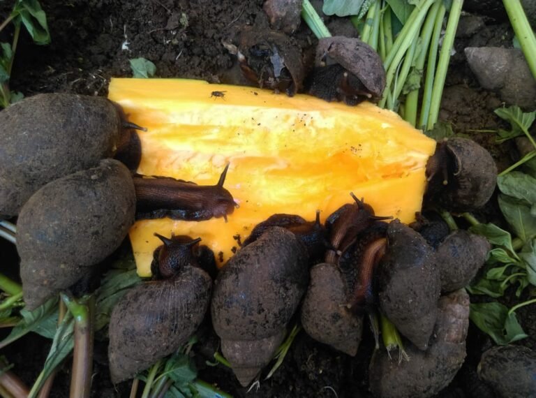 African Snails conservation - snails feeding on paw paw at Urban Snail Farm