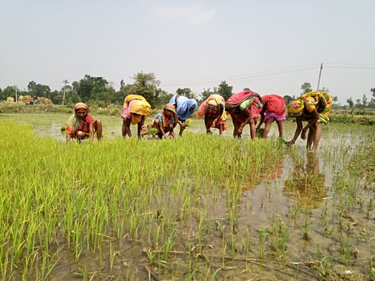 Women farmers uprooting the rice seedlings for transplantation in Siraha District of Nepal