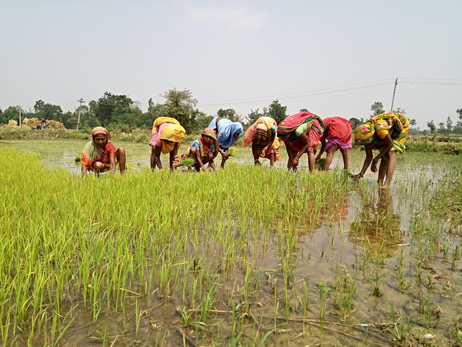 Women farmers uprooting the rice seedlings for transplantation in Siraha District of Nepal