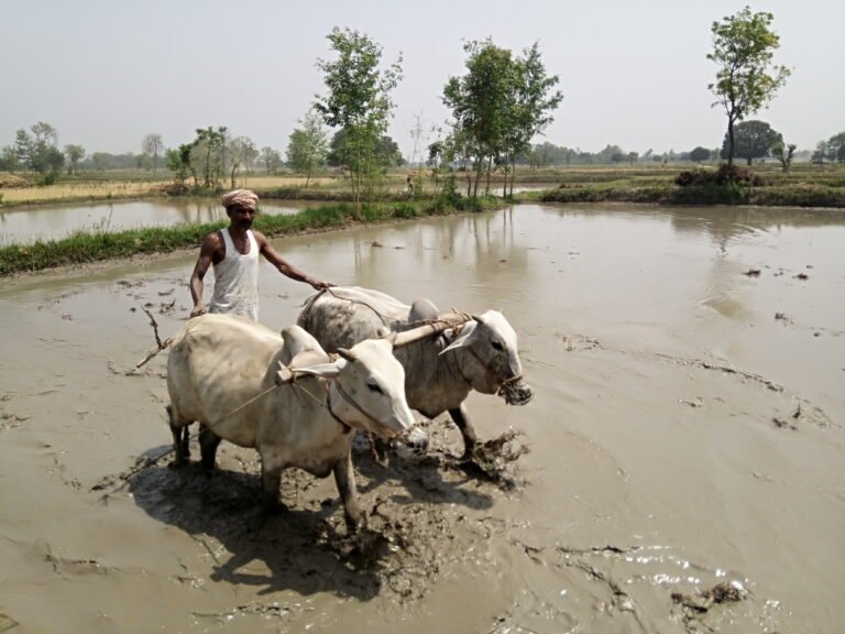 Farmer using oxen for field preparation/puddling for rice transplantation in Siraha district of Nepal