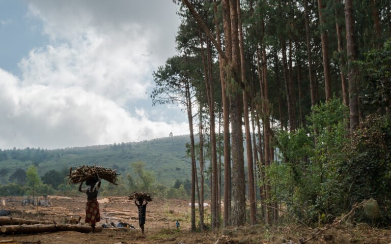 Unmasking Malawi's Deforestation Crisis