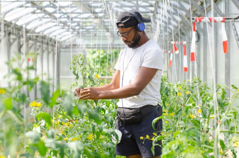 Young man tending an organically farmed tomato garden in a greenhouse.