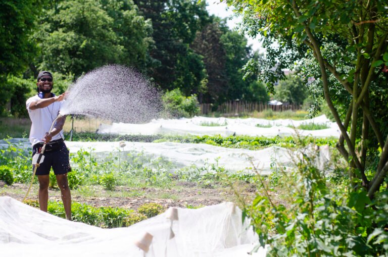 Young man irrigating beds of various vegetables.