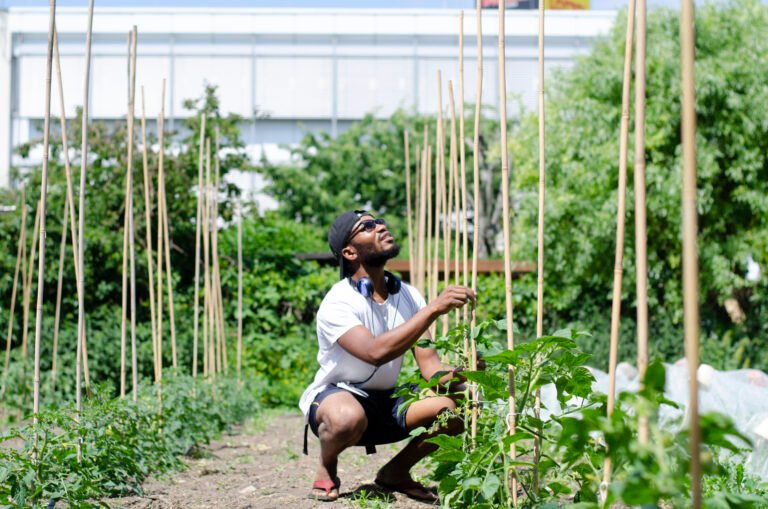 Tending tomato garden on open ground