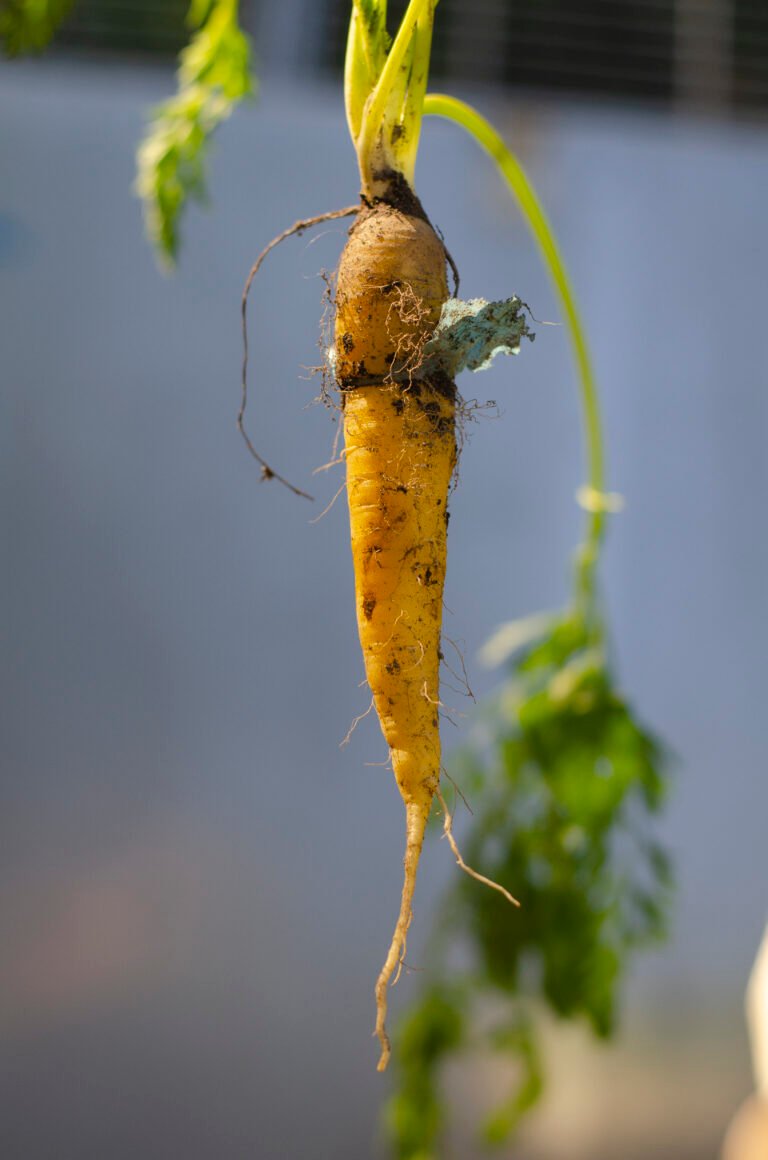 Freshly harvested carrots denounce the harmful presence of solid waste mismanaged by man within agricultural practice spaces, endangering environmental stability.