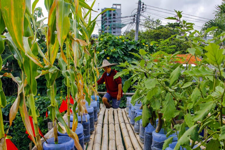 Jesus Seno Cortes, a resident in a highly urbanized city (Mandaue City Cebu, Philippines), a tricycle driver who diverted into containerized gardening after he lost financially when lock down was imposed in the middle of 2020.