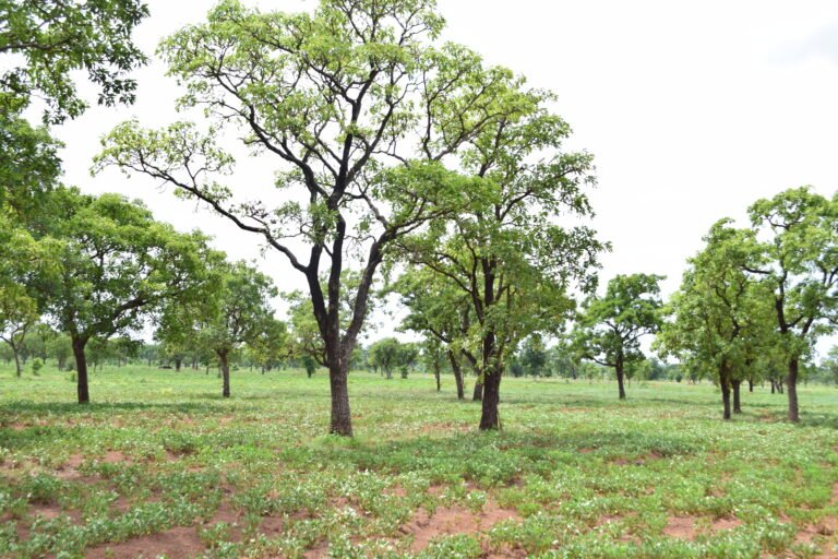 A vast row of shea trees with crops growing amongst them.