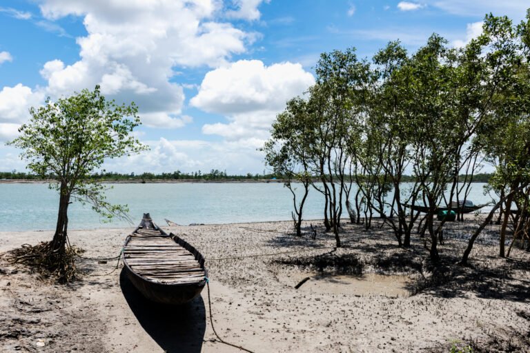 Mangrove Restoration in Satjelia