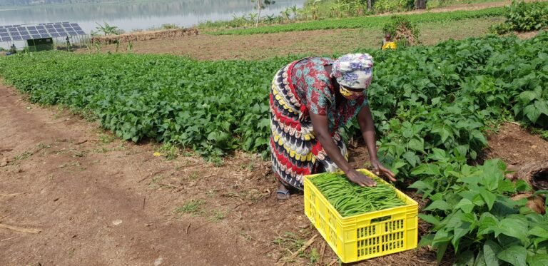 Harvesting French beans in Bugesera District. This is one of the 20 environmentally-friendly solar-powered irrigation systems funded by USAID to irrigate 202 hectares of land utilized by over 1,200 farmers. The farmers are now able to double their production of fruits and vegetables by shifting from producing in two seasons to all-year-round production. The USAID-funded irrigation sites were installed by the USAID Feed the Future Hinga Weze project, implemented by CNFA, in Rwanda's drought-prone districts.