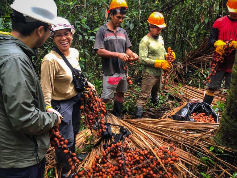 GGF Technical Team conducts the first pilot test of aguaje fruit harvesting within GGF's certified forest concessions (FM/CoC - FSC)