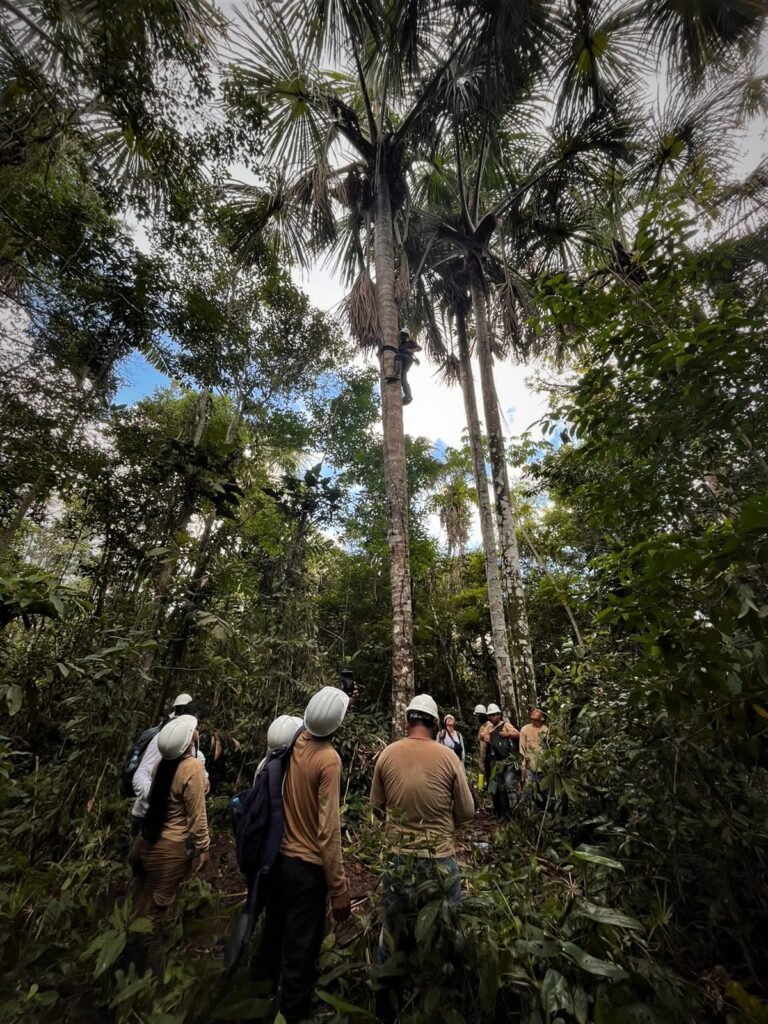 GGF provides trainings to communities on the use of the "maquisapa", a palm tree climbing tool as a sustainable alternative for the harvesting of Amazonian fruits.