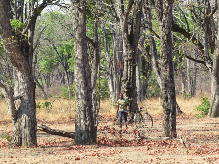 Zambia Forest