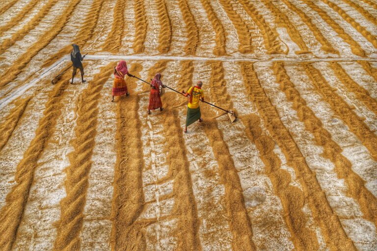 People are stretching and pulling golden paddy to dry.