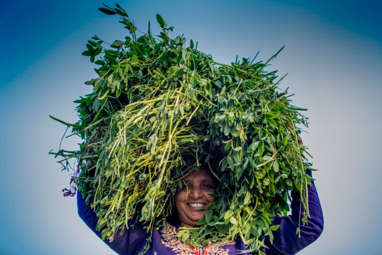 A woman in Nepal carries a large bundle of green livestock fodder on her head.