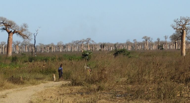 Paradise lost? - deforestation