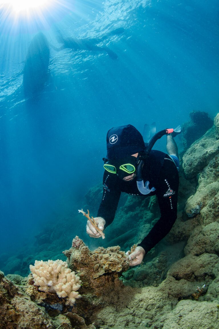 A coral gardener plants a coral fragment on the seabed
