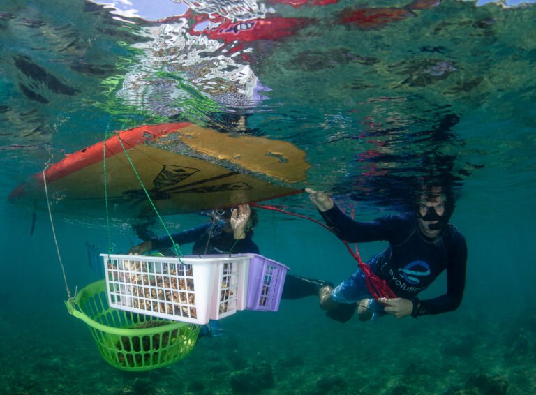 Coral gardeners float alongside baskets of collected coral