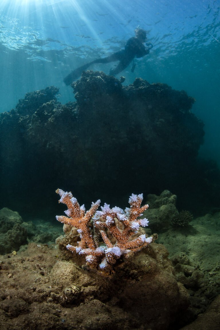 A coral gardener inspects growth planted the previous year in Fiji