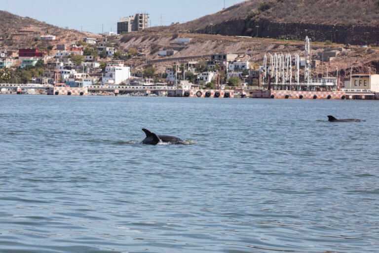 The ammonia plant built in Topolobampo, Sinaloa, would bring multi-million dollar profits to businessmen, but in turn puts at risk the Santa Maria-Topolobampo-Ohuira wetland.