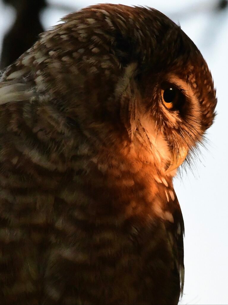 Spotted owl is a rare species now.