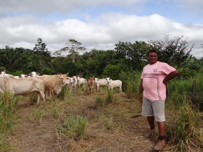 Small cattle farmer shows his herd in the Amazon Rainforest