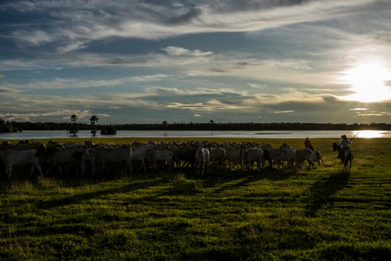 Strengthening the meat value chain through the implementation of good practices in natural reserves and peasant farms.