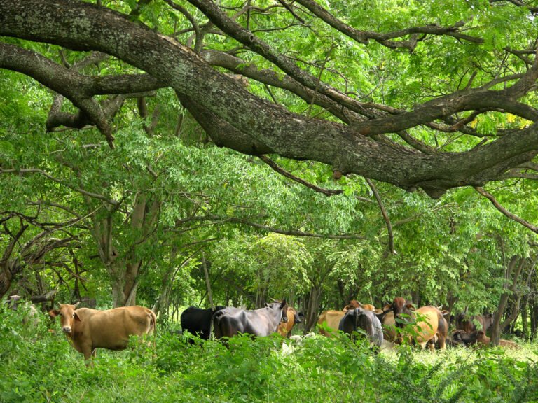 Sustainable Livestock Landscape