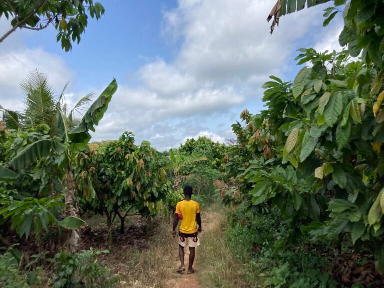 View of man from behind walking on a path with jungle plants on either side