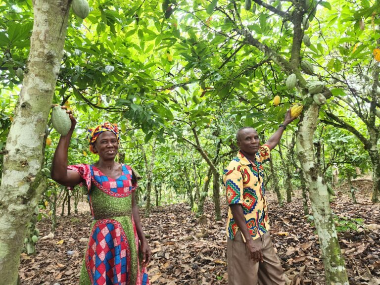 A man and woman standing next to cocoa tree and picking seeds