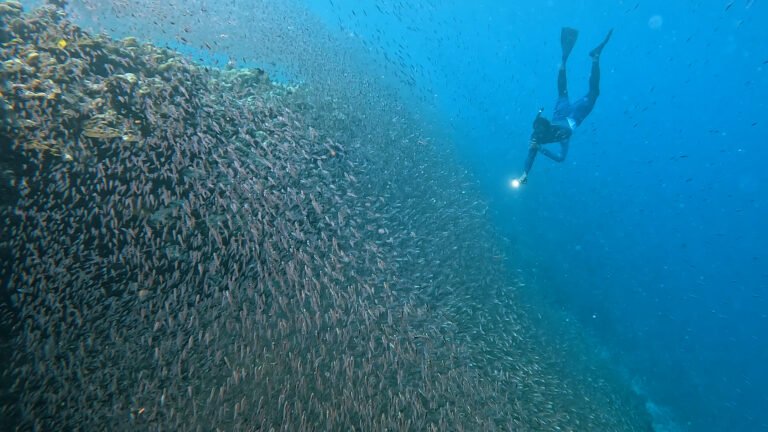 A man diving amongst a school of fish off the coast of the Maldives