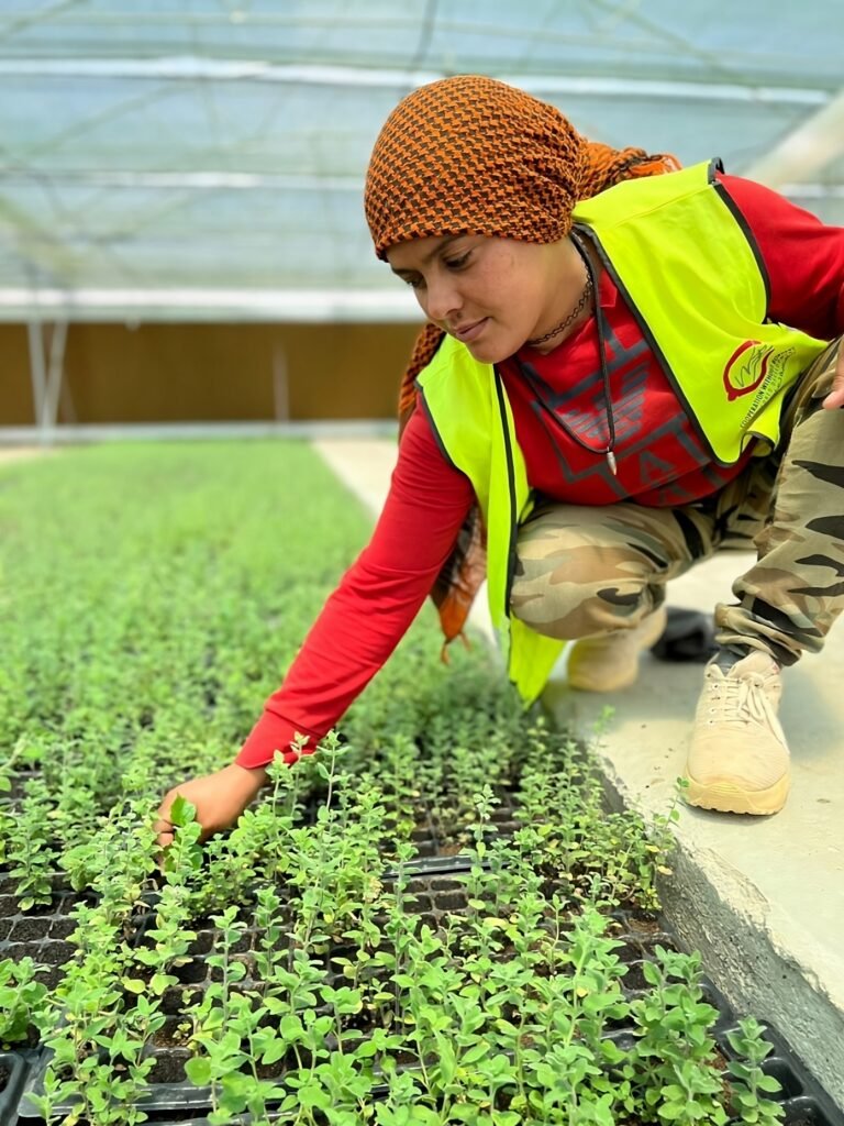 An agricultural worker from a local NGO inspects quality of seedlings after USAID/CSP expanded the NGO’s seedling production capacity by providing it with an additional greenhouse, climate-controlled germination room, and solar farm to sustain heating and cooling systems – Baalbeck/Beqaa, Lebanon.